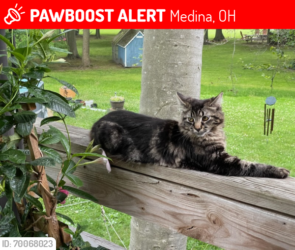 Lost Female Cat last seen Chatham rd/ Spencer Lake, Medina, OH 44256