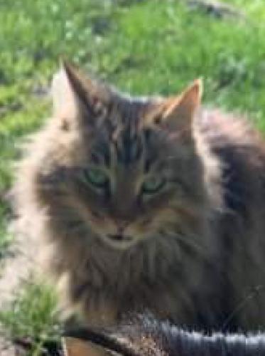 Lost Female Cat last seen Taylors FerryRd and 6209 block , Portland, OR 97219