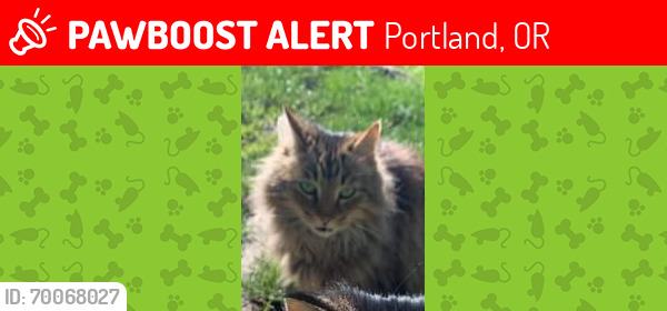 Lost Female Cat last seen Taylors FerryRd and 6209 block , Portland, OR 97219