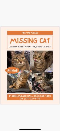 Lost Female Cat last seen Near Water St NE, Salem, OR 97301