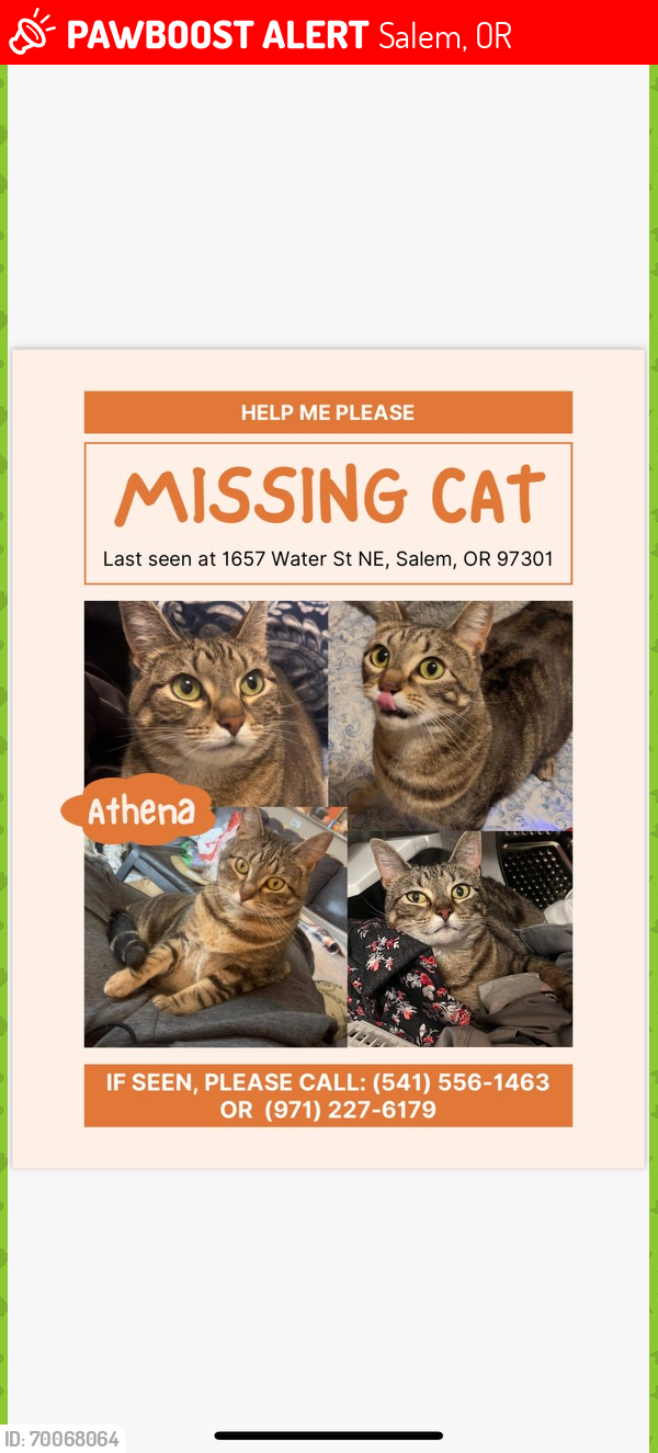 Lost Female Cat last seen Near Water St NE, Salem, OR 97301