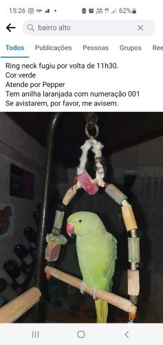 Lost Male Bird last seen Rua Guaiba e Rio Tietê , Bairro Alto, PR 82840-240