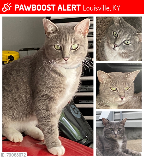 Lost Female Cat last seen Shenandoah dr and sweet water dr, Louisville, KY 40241
