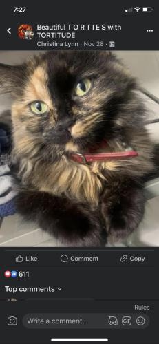 Lost Female Cat last seen Mars and kay drive, Trenton, OH 45067