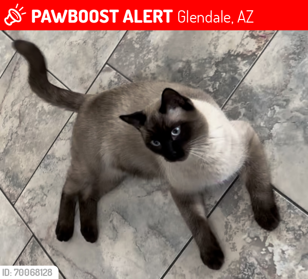Lost Male Cat last seen N 55th & Bell Road, Glendale, AZ 85308