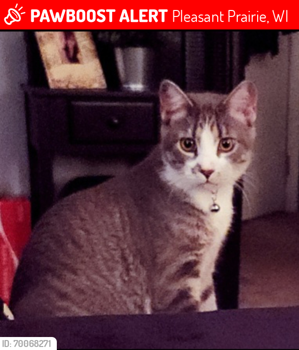 Lost Male Cat last seen Westwood ests Subdivision , Pleasant Prairie, WI 53158