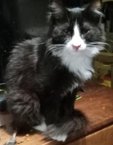 Lost Male Cat last seen 25th st SW and Florida Ave 44314, Akron, OH 44314