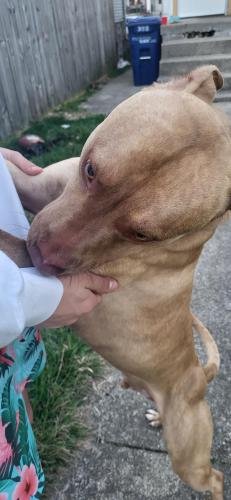 Found/Stray Male Dog last seen Southwood and Parsons, Columbus, OH 43207