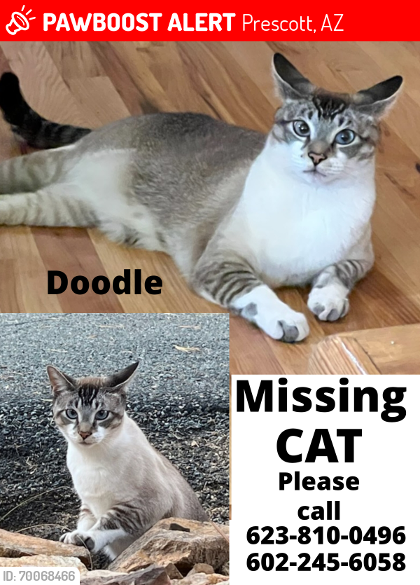 Lost Male Cat last seen Highland Pines l Prescott AZ, Prescott, AZ 86305