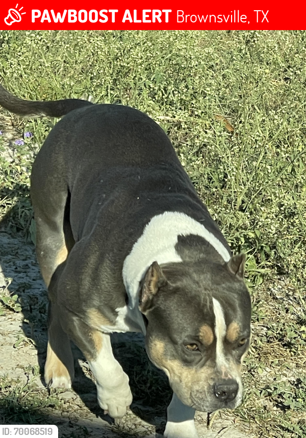 Lost Female Dog last seen Villa los pinos , Brownsville, TX 78526