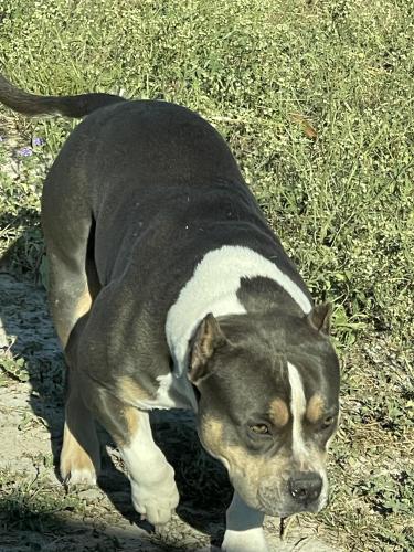 Lost Female Dog last seen Villa los pinos , Brownsville, TX 78526