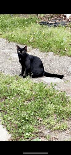 Lost Female Cat last seen Avent Ferry rd, Raleigh, NC 27606