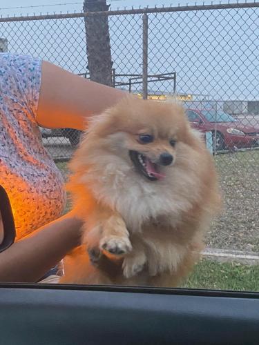 Found/Stray Male Dog last seen S Padre Island Highway. By Emilia’s & Stripes , Brownsville, TX 78521