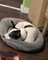 Lost Male Dog last seen Myrtle Street , Barrett, TX 77532