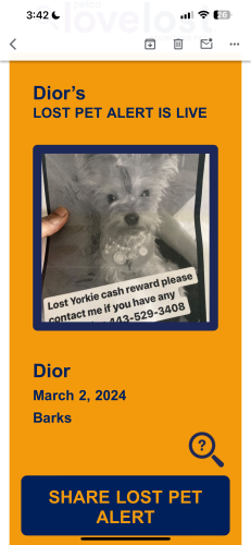 Lost Female Dog last seen Monroe Street , Baltimore, MD 21223