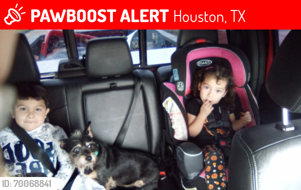 Lost Male Dog last seen Deer trail and  blue bell, Houston, TX 77037