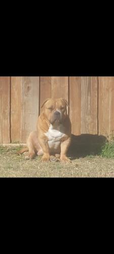 Lost Male Dog last seen Beltline and cockrer hill Rd Desoto , DeSoto, TX 75115
