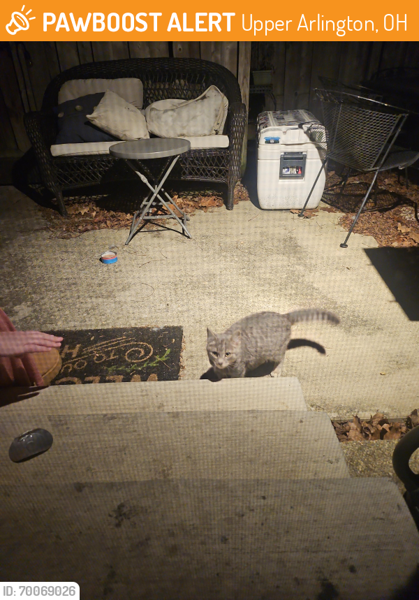 Found/Stray Unknown Cat last seen Makenzie and Reed behind krogers, Upper Arlington, OH 43220
