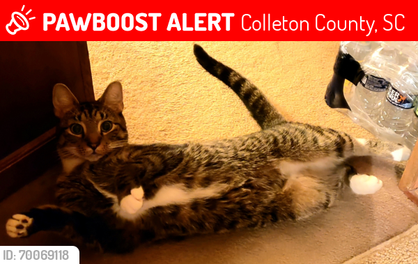 Lost Male Cat last seen Fleming Road and Sidney's Highway, Round O, SC 29474