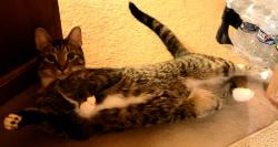 Lost Male Cat last seen Fleming Road and Sidney's Highway, Round O, SC 29474