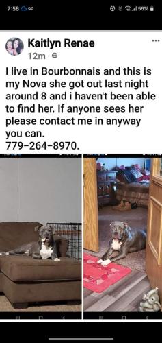 Lost Female Dog last seen TriStar , Bourbonnais, IL 60914