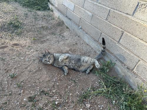 Lost Female Cat last seen Alamo & baker, Tucson, AZ 85705