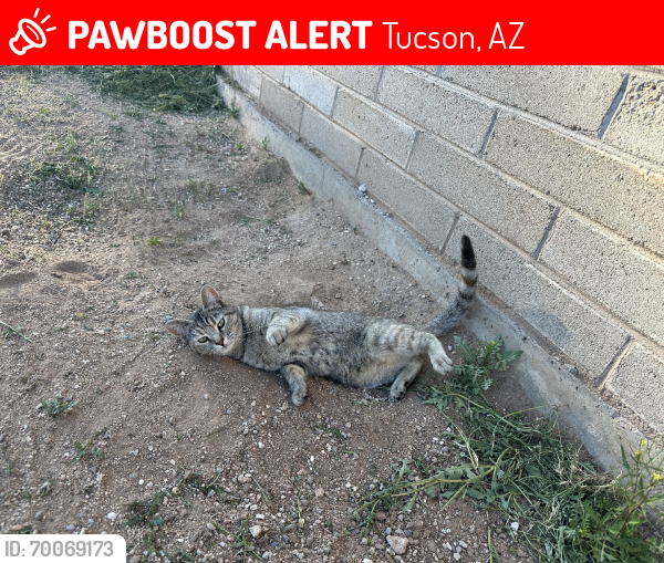 Lost Female Cat last seen Alamo & baker, Tucson, AZ 85705