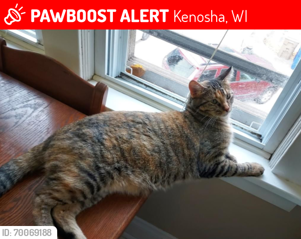 Lost Female Cat last seen 75th street and 24th Ave, Kenosha, WI 53143