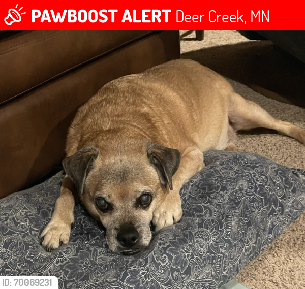 Lost Male Dog last seen After bridge on Hwy 50 west of town, Deer Creek, MN 56527