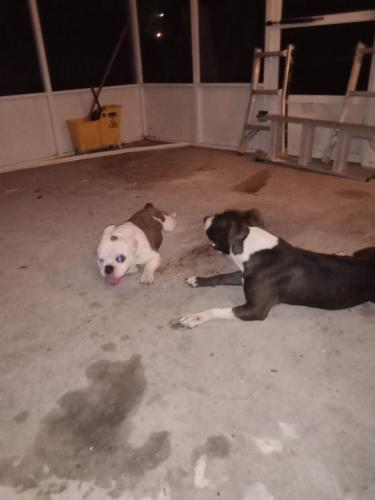 Lost Male Dog last seen East Glen Subdivision (Calion Dr., East Glen Court St., Dalark Dr., Maplewood Dr., Matthews St., Denova St.) Female about 2 years old, dark brown and white. Reward offered for safe return. Contact me at, Baton Rouge, LA 70812