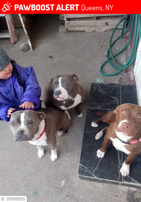 Lost Female Dog last seen Near 219th st queens village ny, Queens, NY 11427