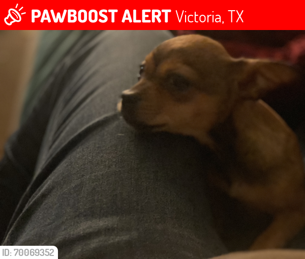 Lost Male Dog last seen laurant street and North Street , Victoria, TX 77901