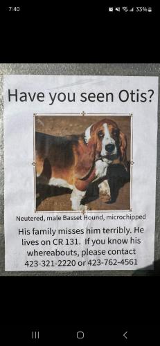 Lost Male Dog last seen Jay's hole in the wall, Jackson County, AL 35958