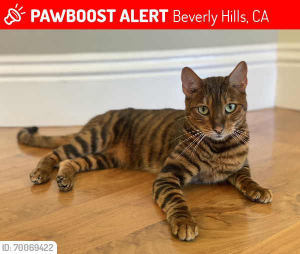 Lost Female Cat last seen San Circle & San Ysidro Drive, Beverly Hills, CA, Beverly Hills, CA 90210