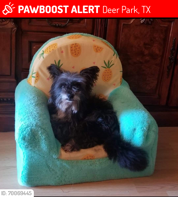 Lost Male Dog last seen Irene St and Maxie St, Deer Park, TX 77536