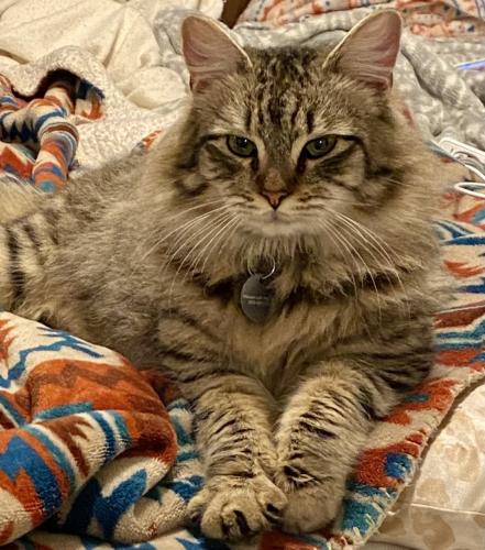 Lost Male Cat last seen Tulare st, Parlier, CA 93648