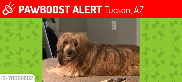 Lost Female Dog last seen w ajo hwy and S camino verde, Tucson, AZ 85757