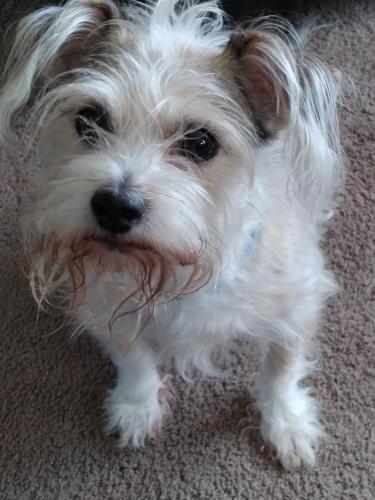 Lost Male Dog last seen Front &Marmont, Niles, MI 49120