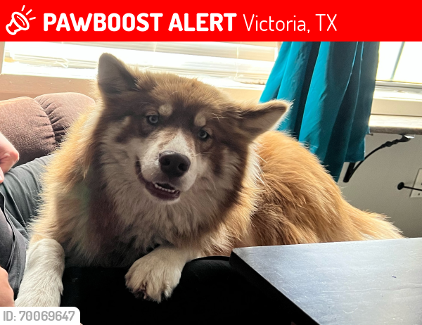 Lost Female Dog last seen hwy 236 and hwy 77, Victoria, TX 77905