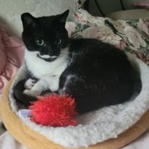 Lost Male Cat last seen Livingstone St E and Meyer Ave , Barrie, ON L4M 6Y7