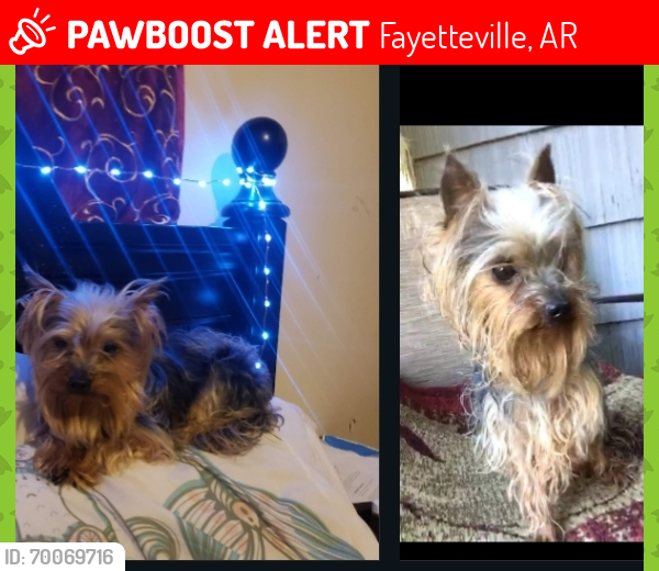 Lost Male Dog last seen Fayetteville police station, Lewis soccer field Fayetteville Arkansas , Fayetteville, AR 72703