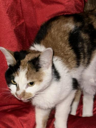 Found/Stray Female Cat last seen Sandhurst Drive, Lewis Center, OH 43035