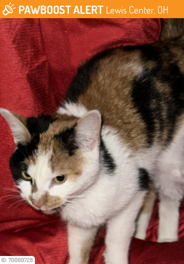 Found/Stray Female Cat last seen Sandhurst Drive, Lewis Center, OH 43035