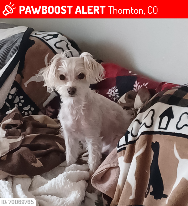 Lost Female Dog last seen Milky Way and Osage St, Thornton, CO 80260