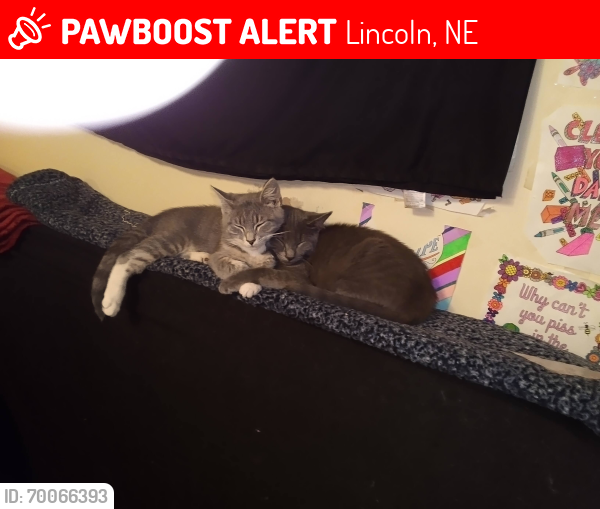 Lost Female Cat last seen Near W Q St., Lincoln, NE 68522