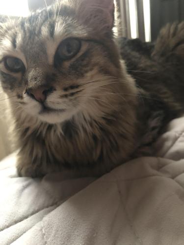 Lost Female Cat last seen East 40th Pl and Sandra Ave, Fortuna Foothills, AZ 85367