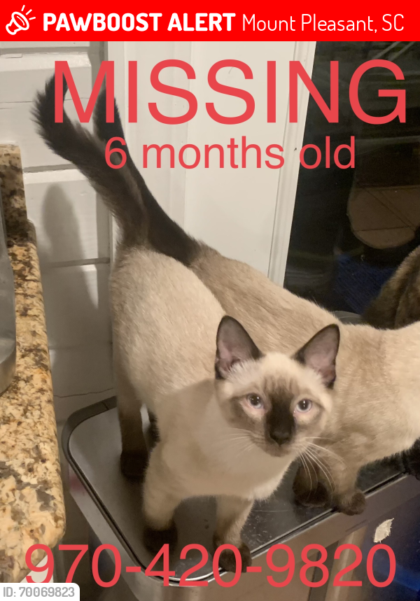 Lost Male Cat last seen N Palmetto Fort Dr, Fort Palmetto Park, Mount Pleasant, SC 29466