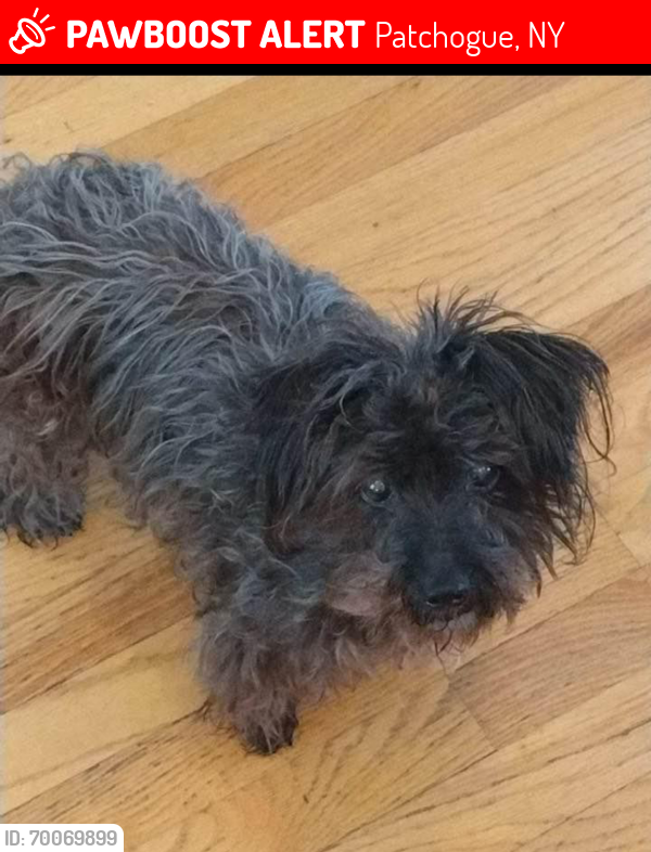 Lost Female Dog last seen Price St. , Patchogue, NY 11772