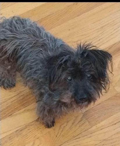 Lost Female Dog last seen Price St. , Patchogue, NY 11772