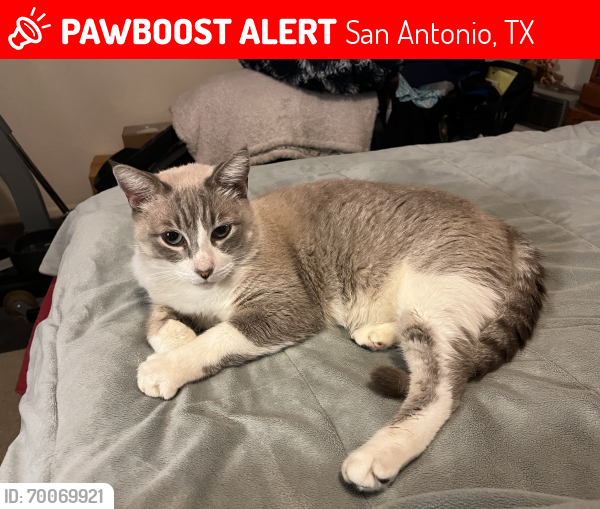 Lost Male Cat last seen Candle park/  PARKWOOD subdivision , San Antonio, TX 78249